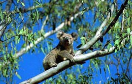Ozeanien, Australien: Naturparadiese Australiens - Koala im Baum